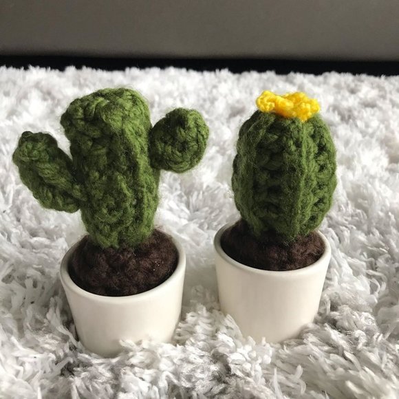 Cactus succulent plant gift - Picture 4 of 5